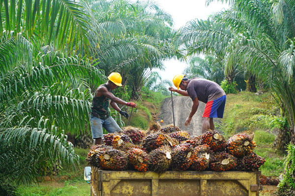 oil-palm.jpg