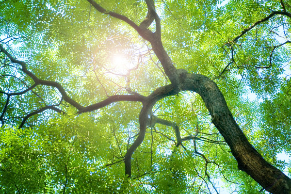 tree_110541317.jpg